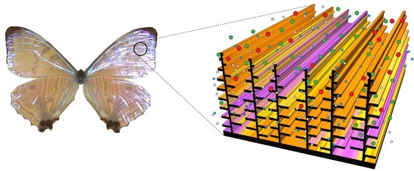 ge-darpa-mariposa